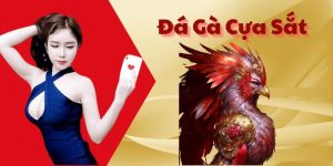 Đá Gà Cựa Sắt 8KBET - Lựa Chọn Giải Trí Hấp Dẫn